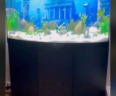 Juwel Vision 260 Aquarium Full Setup
