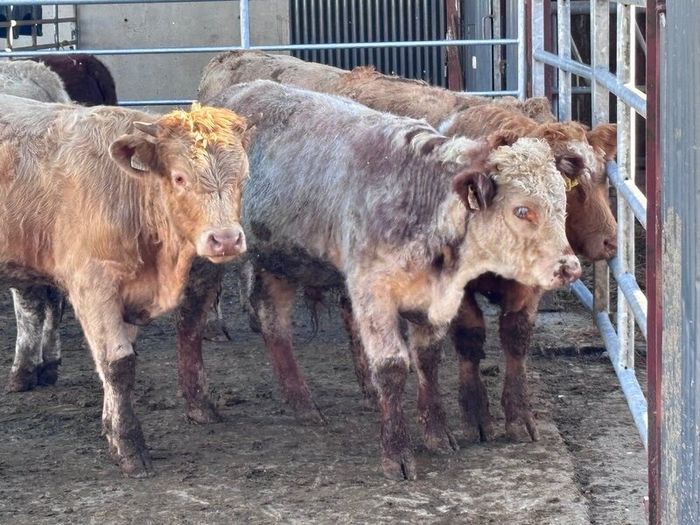 6 top quality suckler bred bull Weanlings for sale