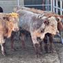 6 top quality suckler bred bull Weanlings for sale Image 4
