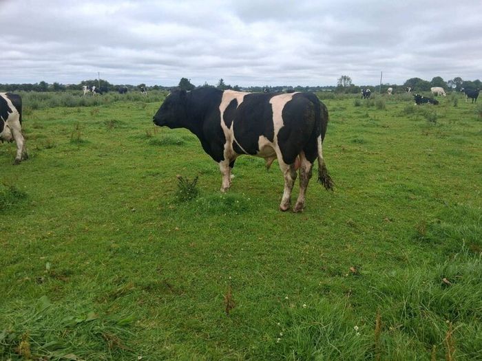 A pedigree British Friesan Bull