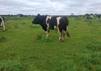 A pedigree British Friesan Bull