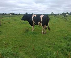 A pedigree British Friesan Bull
