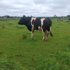 A pedigree British Friesan Bull