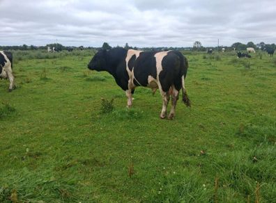 A pedigree British Friesan Bull