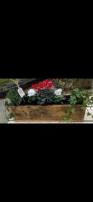 wooden flower boxes