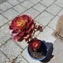 Aeonium plant with 5 rosettes Image 2