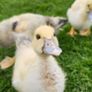 muscovy ducklings Image 3