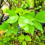 Raspberry plants Image 2