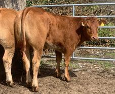 2 super cow makers