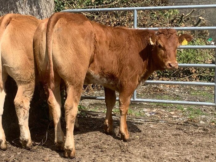 2 super cow makers