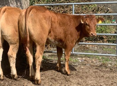 2 super cow makers