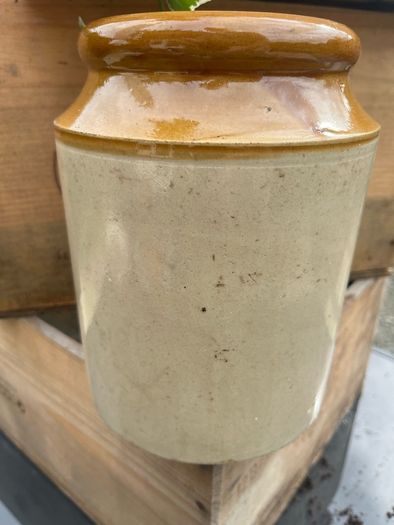 Large stoneware Jam Croc