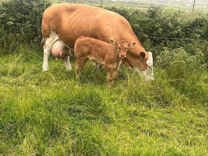 PBR Simmentals