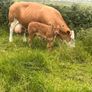PBR Simmentals Image 3
