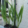 2 Lucifer Plants Image 3