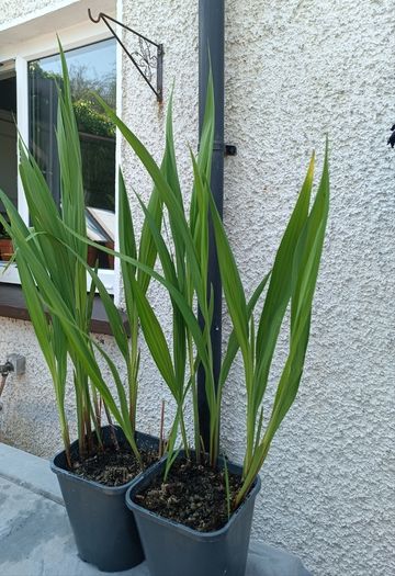 2 Lucifer Plants