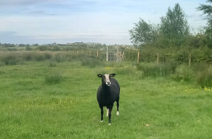 Zwartble Ewes