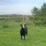 Zwartble Ewes Image 2