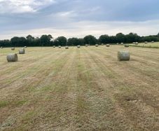 Hay
