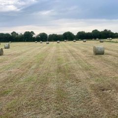 Hay