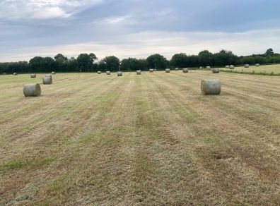 Hay