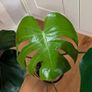 Monstera plant Image 2