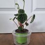 Peperomia caperata emerald plant Image 2