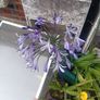 Agapanthus Image 3