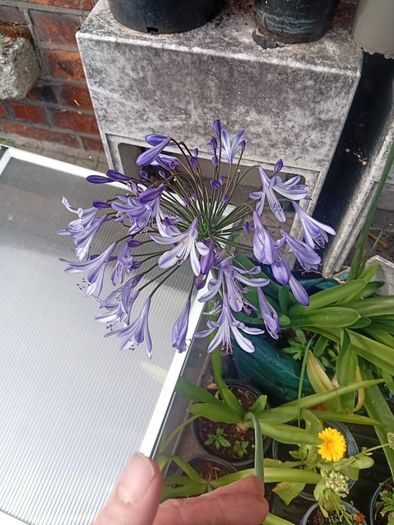 Agapanthus