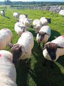 Hoggets for sale