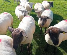 Hoggets for sale