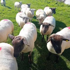 Hoggets for sale