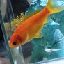 Fish tank Image 3