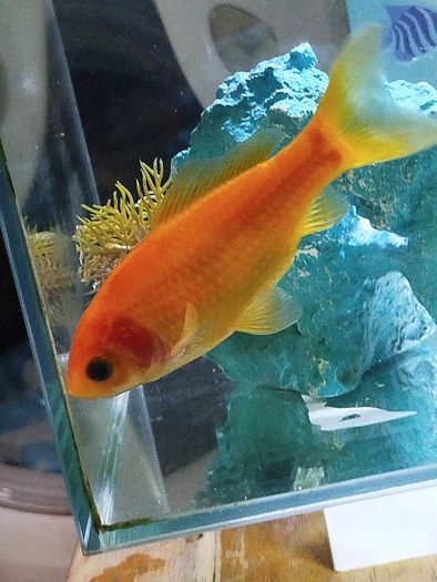 Fish tank