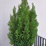 Plant Image 3