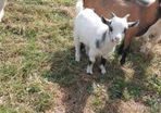 pygmy goats