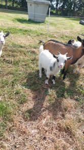 pygmy goats