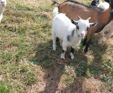 pygmy goats