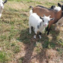 pygmy goats