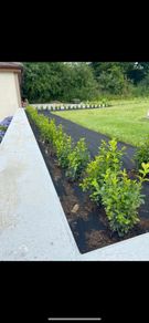 Box Hedging