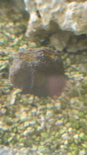 coral
