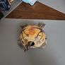 Tortoise bobbing head Image 6