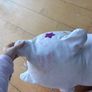 Large Squish Image 3