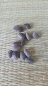 Biggest cones  Pine seeds