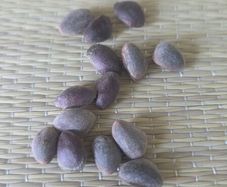 Biggest cones  Pine seeds