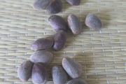 Coultery Pine and  Suger Pine seeds