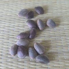 Coultery Pine/ Suger Pine seeds