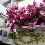 Houseplant Bundle Tradescantia Nanouk, Peperomia & Cacti Image 5