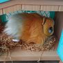 Pets Alive Image 2