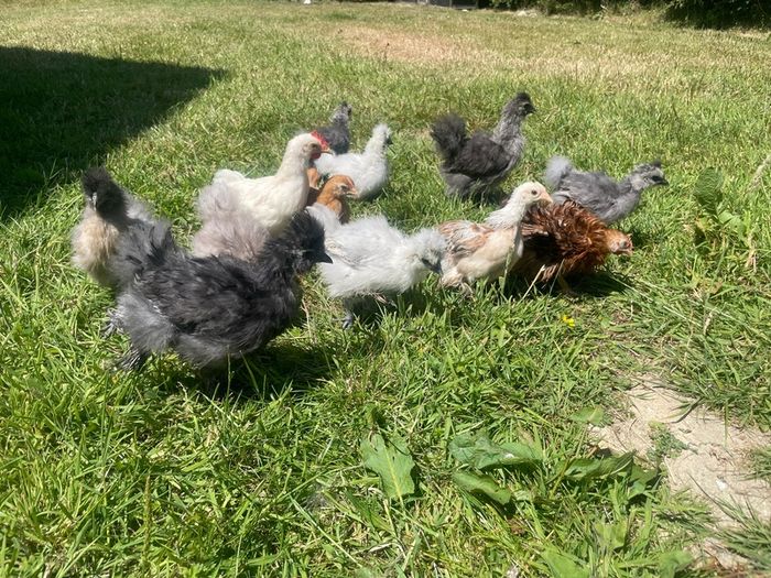 silkie chicks